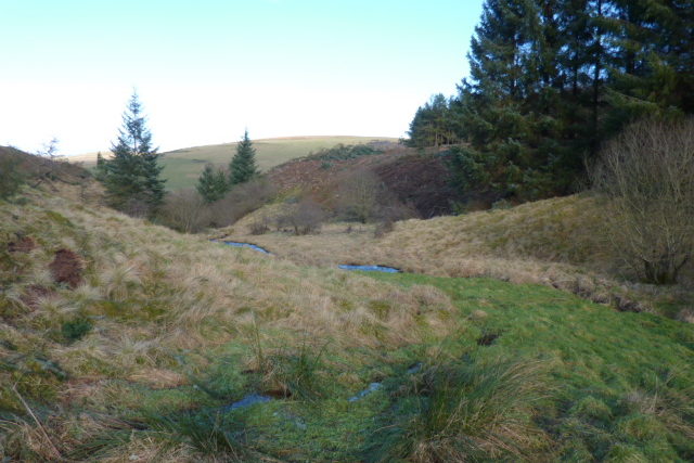 Blue Grass: Mill and Whiskershiel Burn SSSI