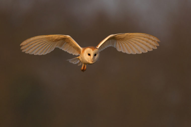 Redesdale’s Barn and Tawny Owls – Northumbria Ringing Group