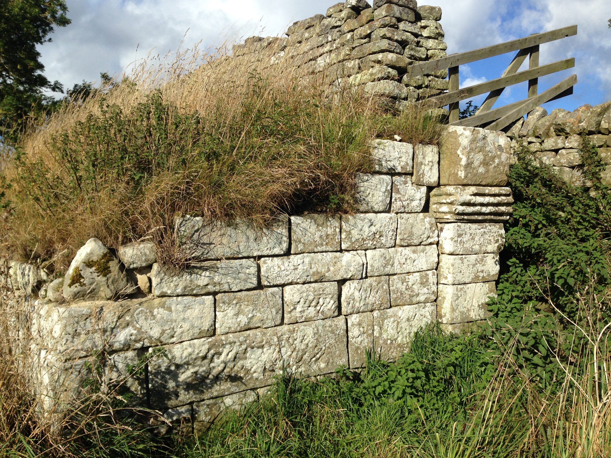 Rochester Roman Dig Public Open Day - Revitalising Redesdale